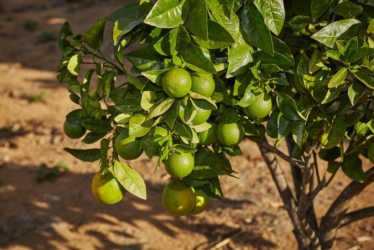 Eit Eco Inteligente Villa Alto Paraíso de Goiás Kültér fotó
